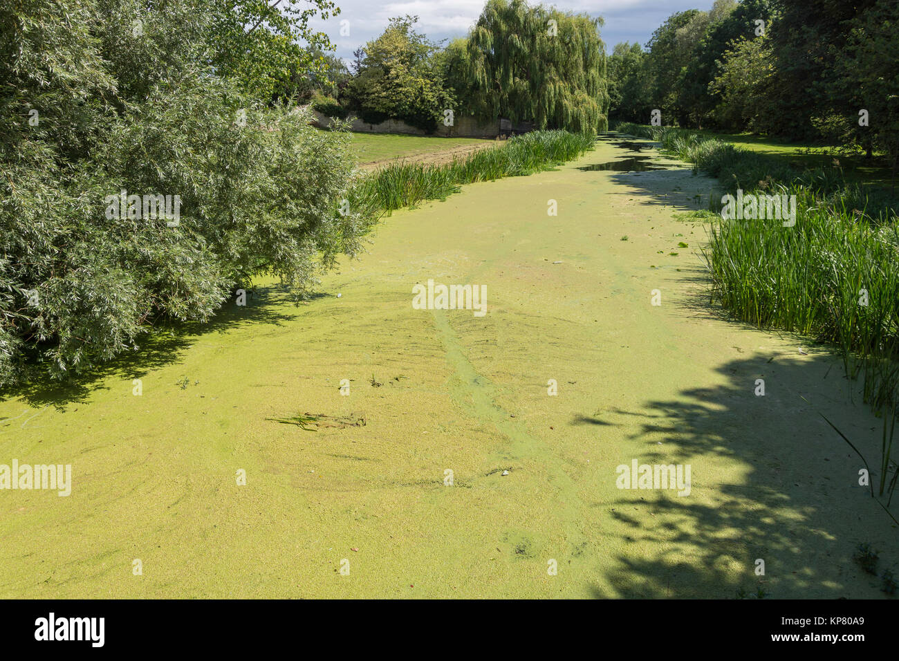 Blue-green algea covering River Great Ouse, Bridge Street, Olney, Buckinghamshire, England, United Kingdom Stock Photo