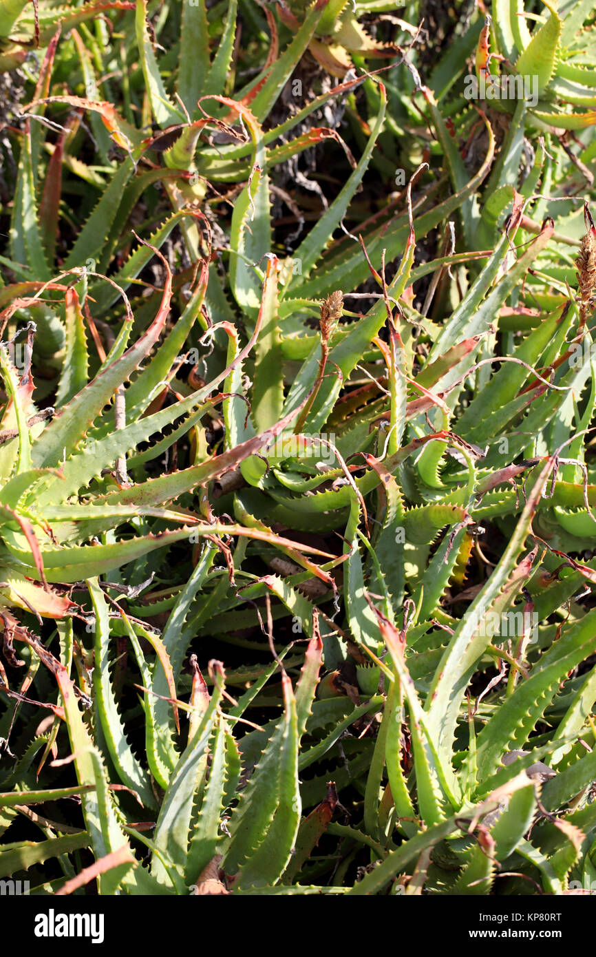 Dead Aloe Plant Stock Photos Dead Aloe Plant Stock Images Alamy