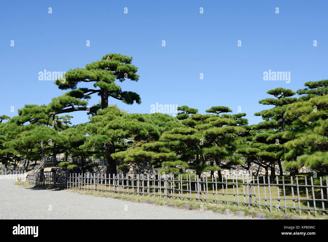 Peaceful Japanese garden with pine trees Stock Photo