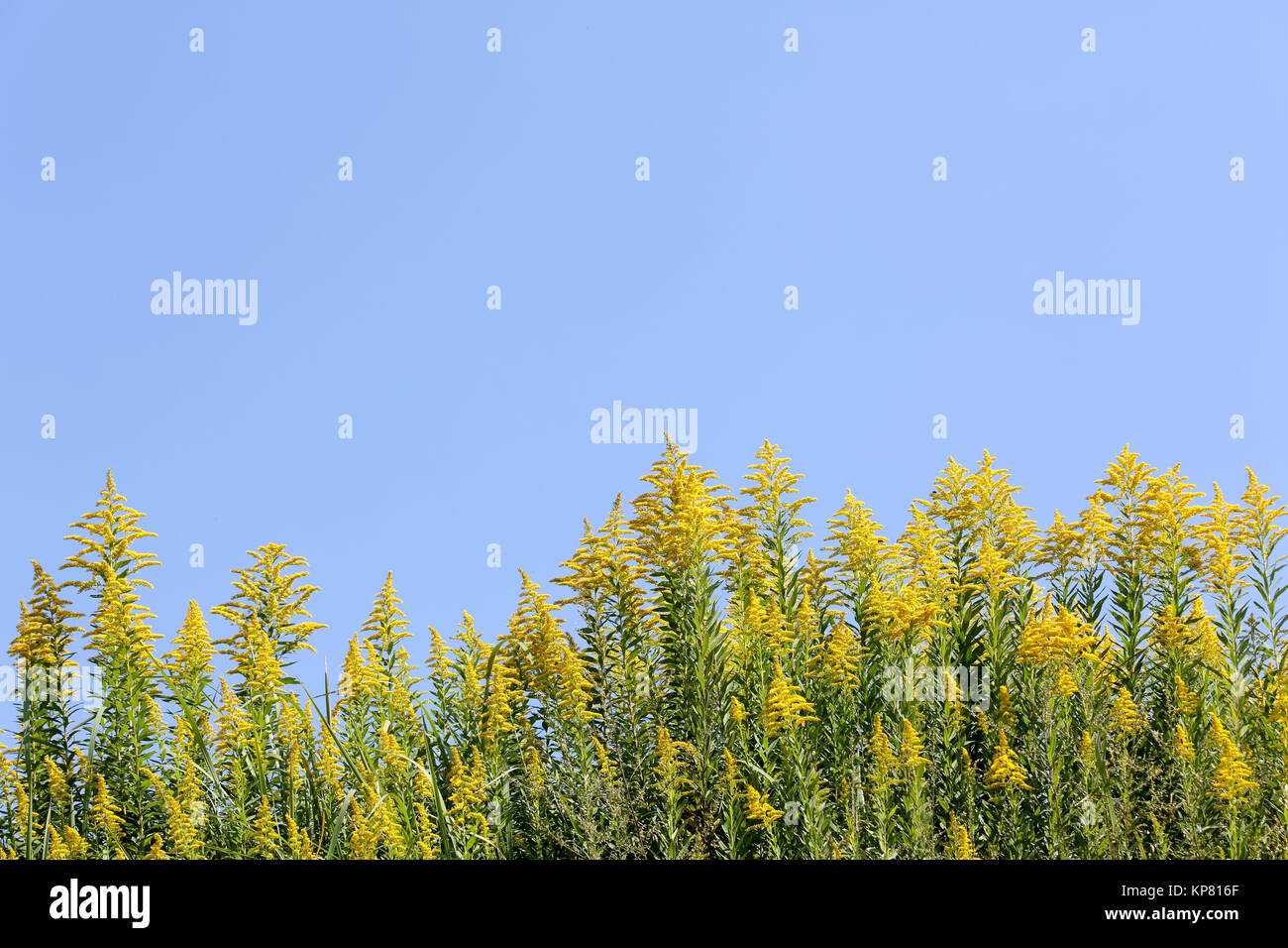 Goldenrod field against the clear blue sky Stock Photo
