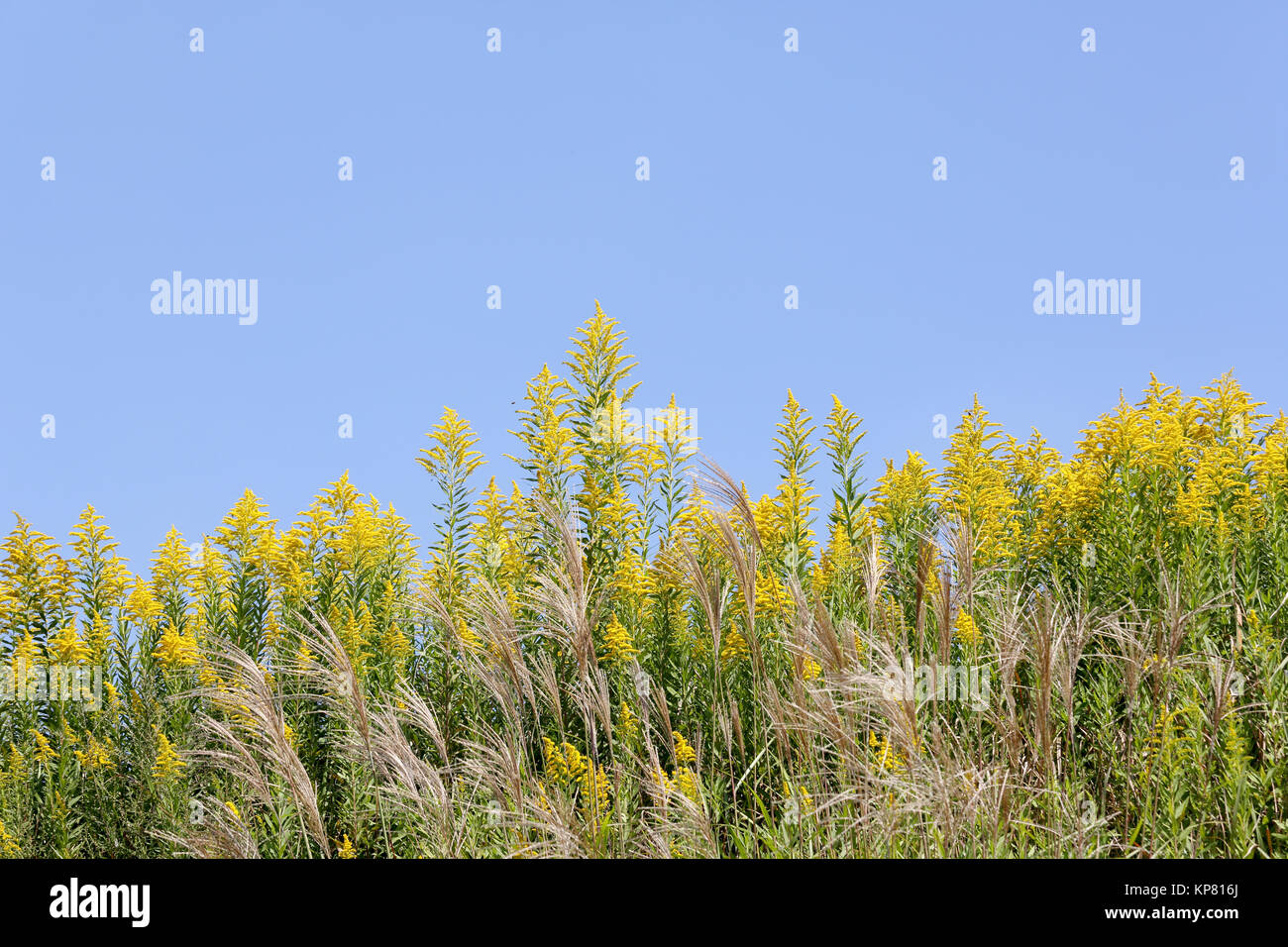 Goldenrod field against the clear blue sky Stock Photo