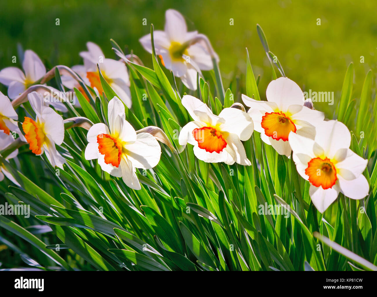 Narcissuses blossoming in a garden among a green grass. Stock Photo