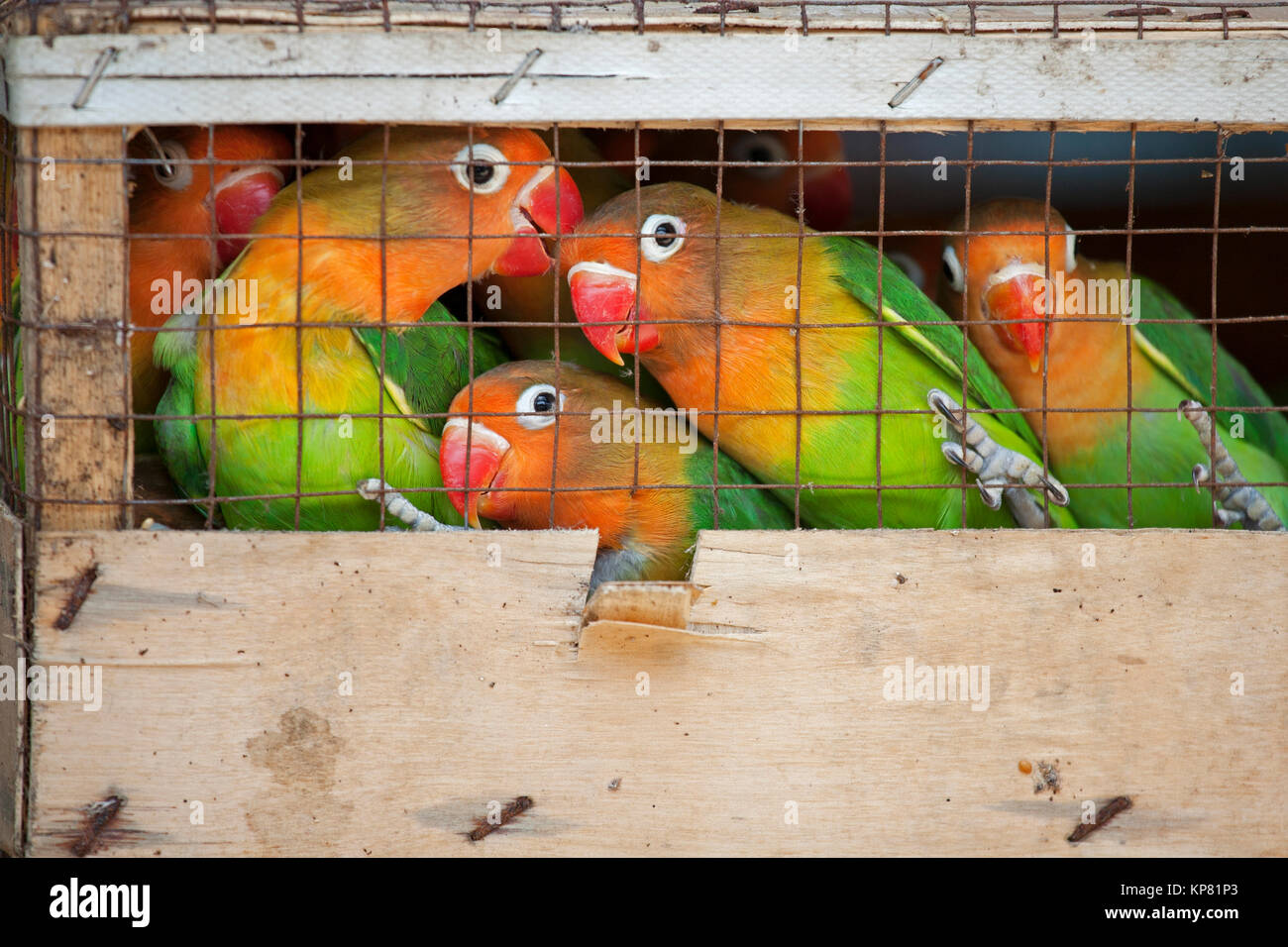 Lovebirds at a local bird market ready for shipment to pet stores. The Fischer's Lovebird (Agapornis fischeri) is a small parrot species of the Lovebi Stock Photo
