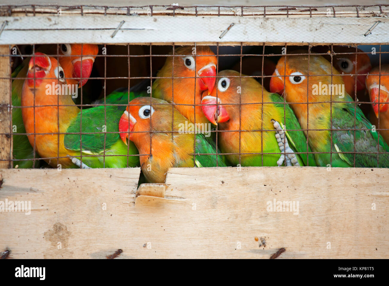 Lovebirds at a local bird market ready for shipment to pet stores. The Fischer's Lovebird (Agapornis fischeri) is a small parrot species of the Lovebi Stock Photo