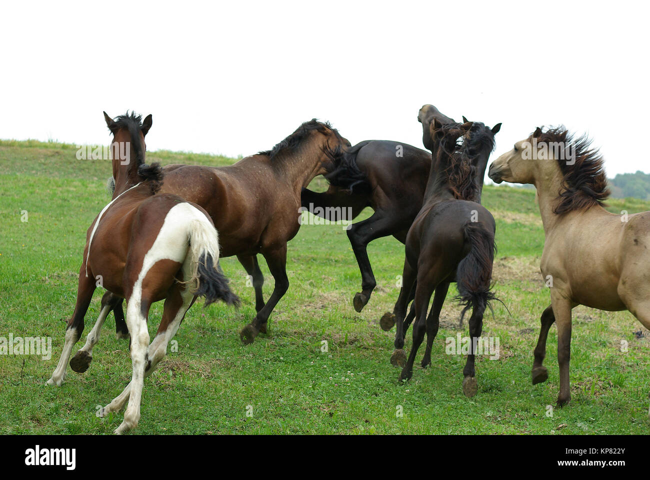 Pferde bei Machtkampfspielen um die Rangordnung Stock Photo