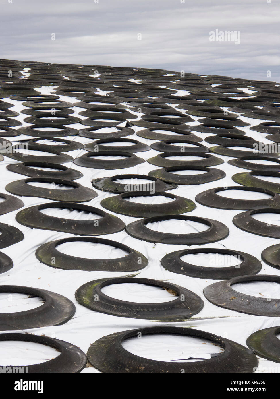 Parts of rubber tires used as weights to cover slledge,at a dairy farm in Monroe,Washington. Stock Photo