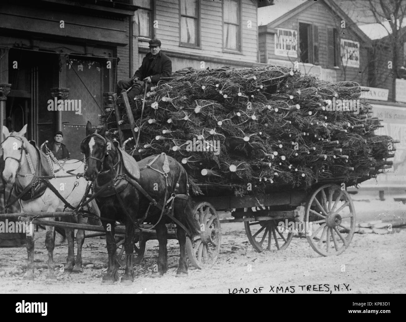man hauling christmas trees on a large horse drawn wagon in New York