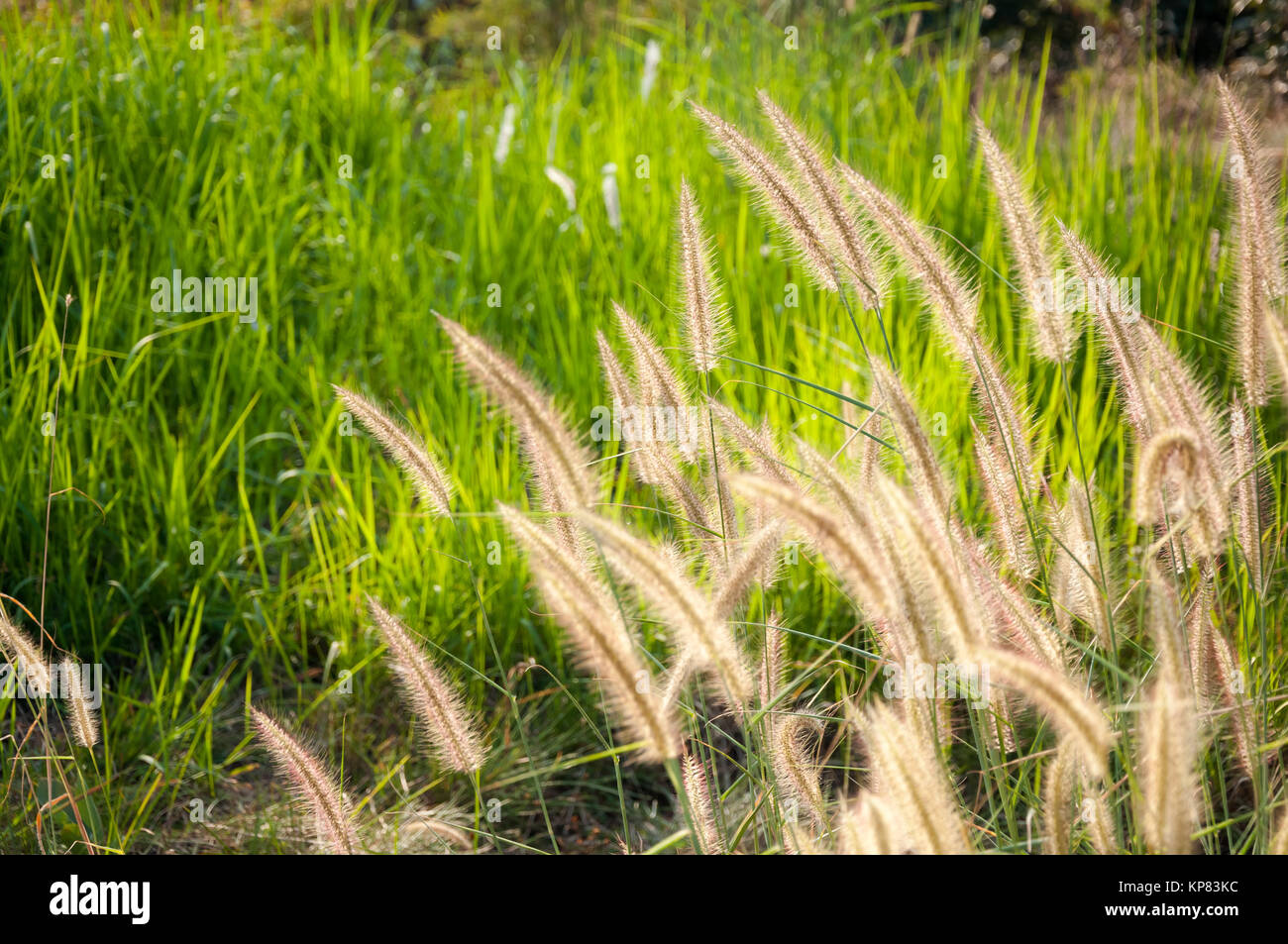 Flowers of Grass Stock Photo - Alamy