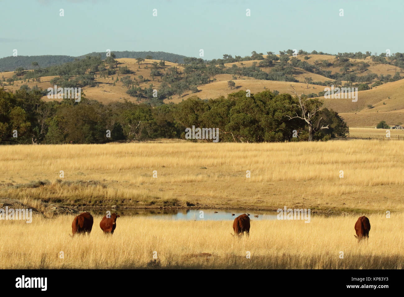 Cattle ranch australia hires stock photography and images Alamy