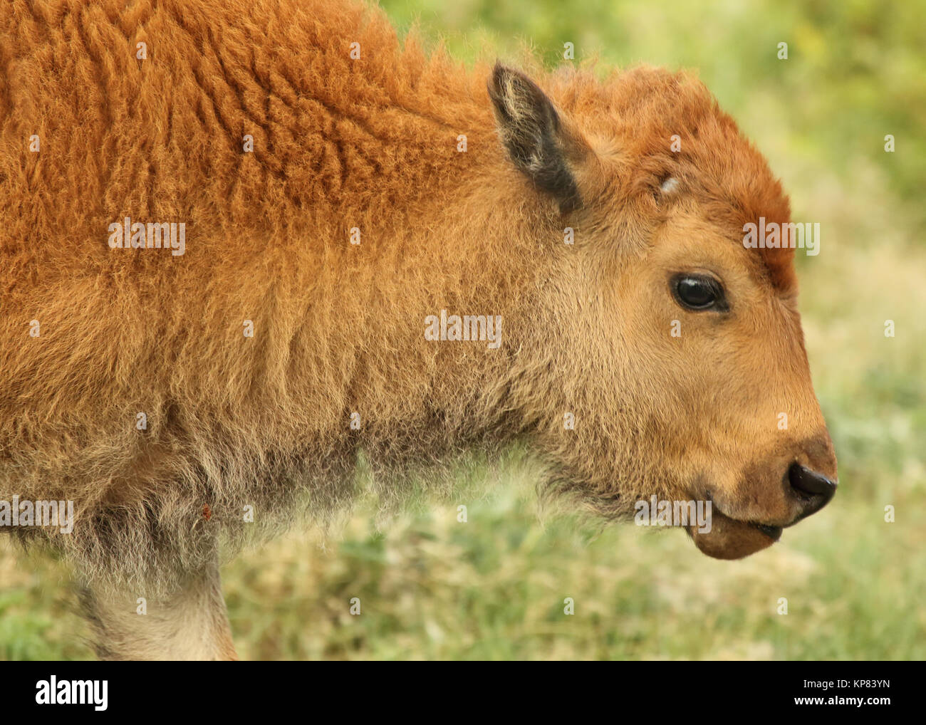 A portrait of a young American Bison calf. Stock Photo