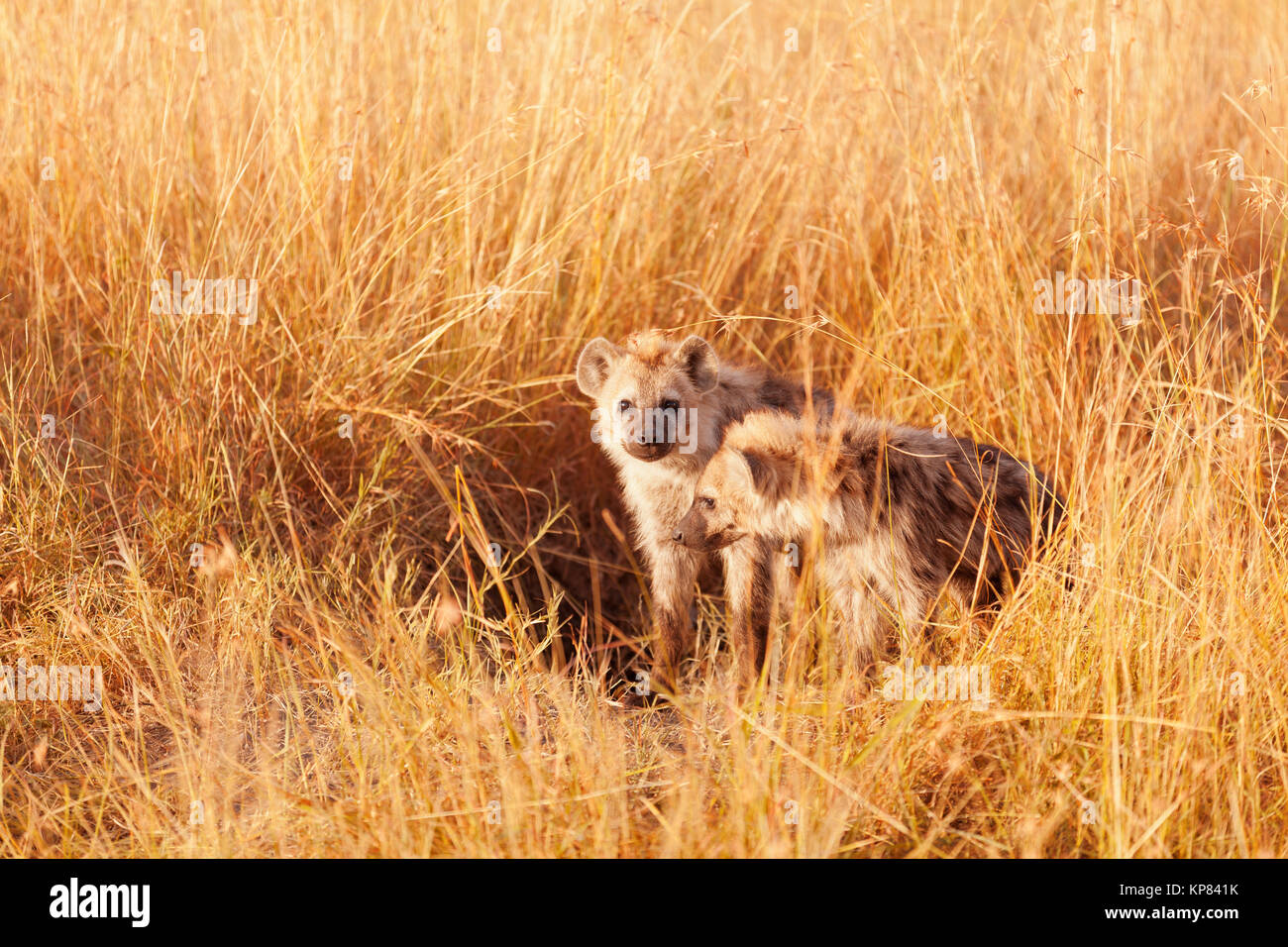 Baby Hyenas, Masai Mara Stock Photo