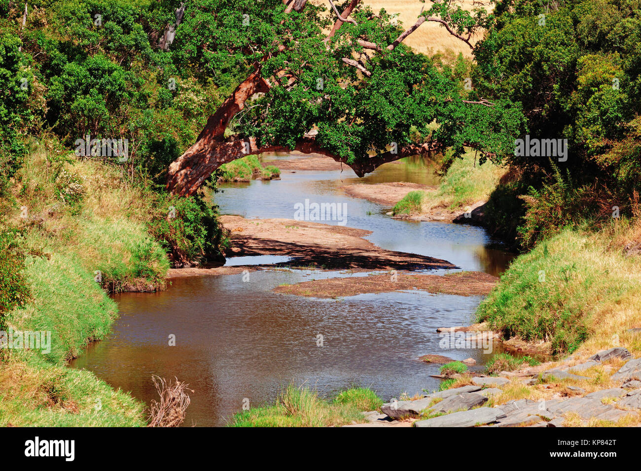 River in Masai Mara,River in Masai Mara,River in Masai Mara,River in Masai Mara,River in Masai Mara,River in Masai Mara,River in Masai Mara,River in Masai Mara Stock Photo