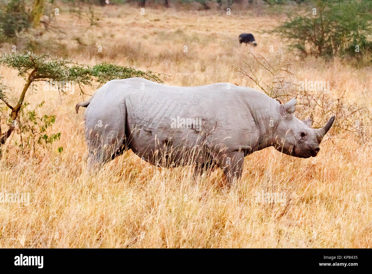 Black Rhino in Nakuru Park Stock Photo