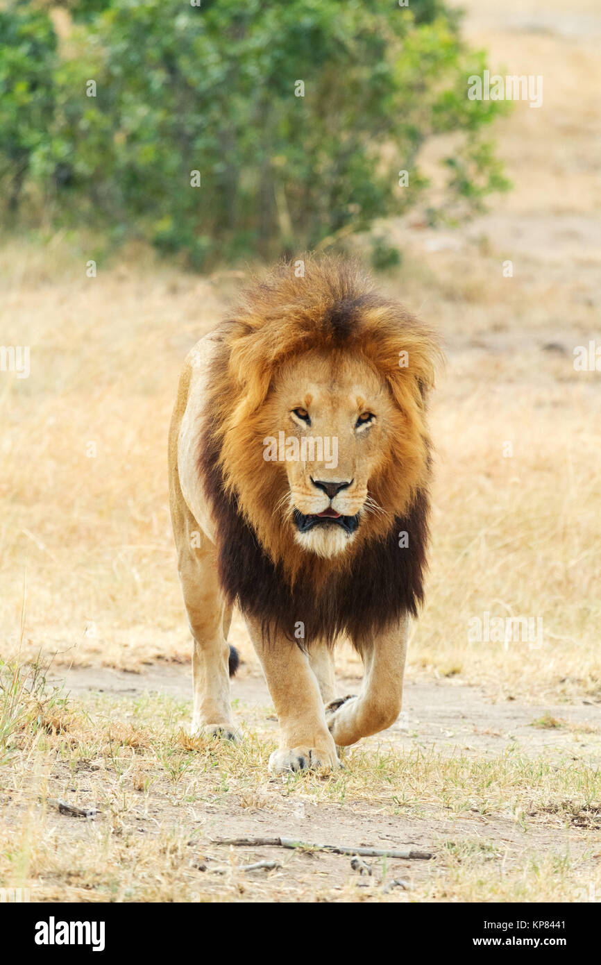 Male lion in Masai Mara Stock Photo