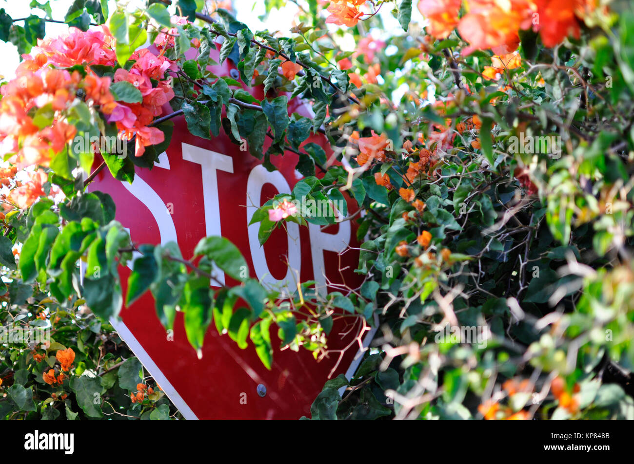 Red flags covered in roses hires stock photography and images Alamy