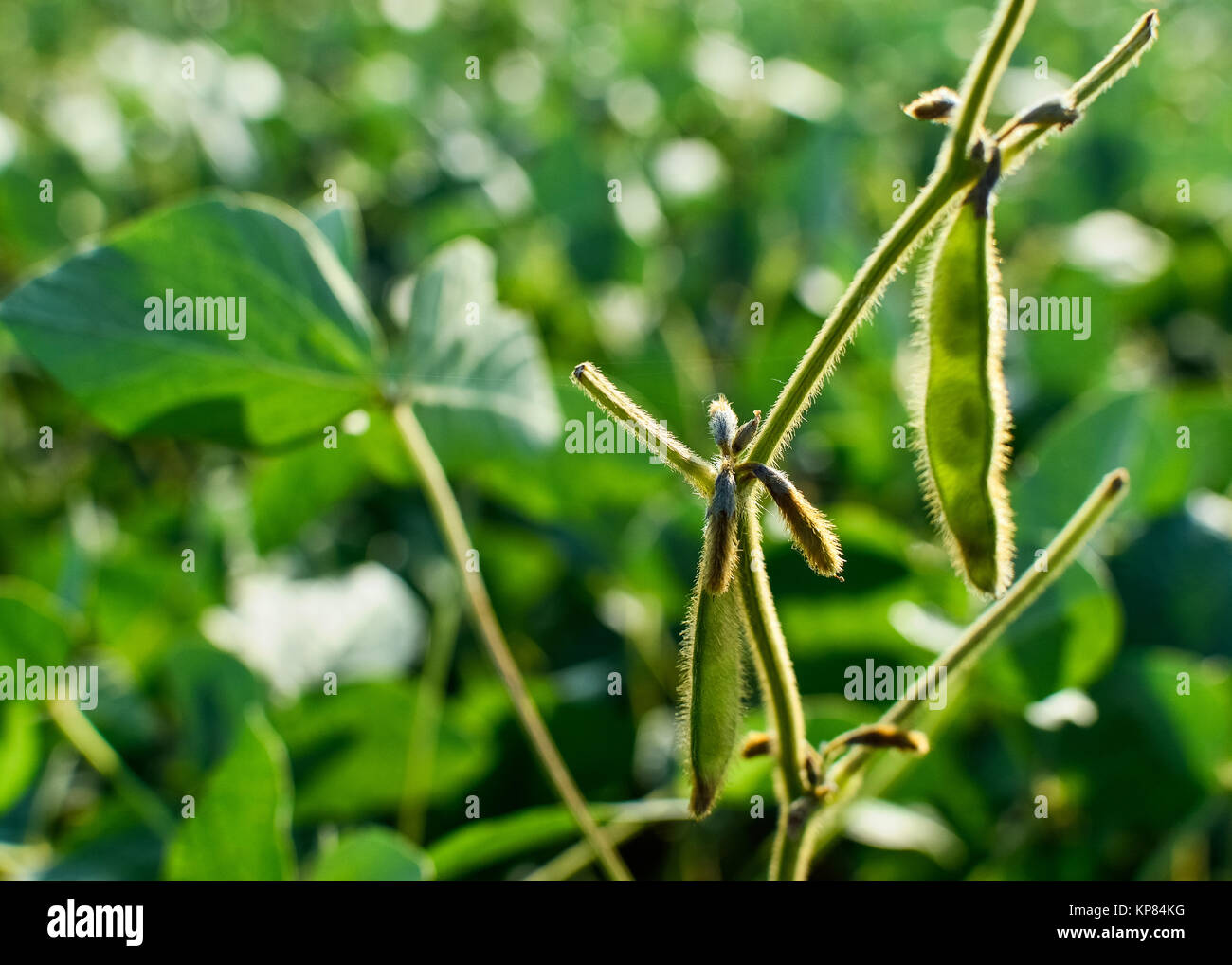 soybean on the plantation Stock Photo