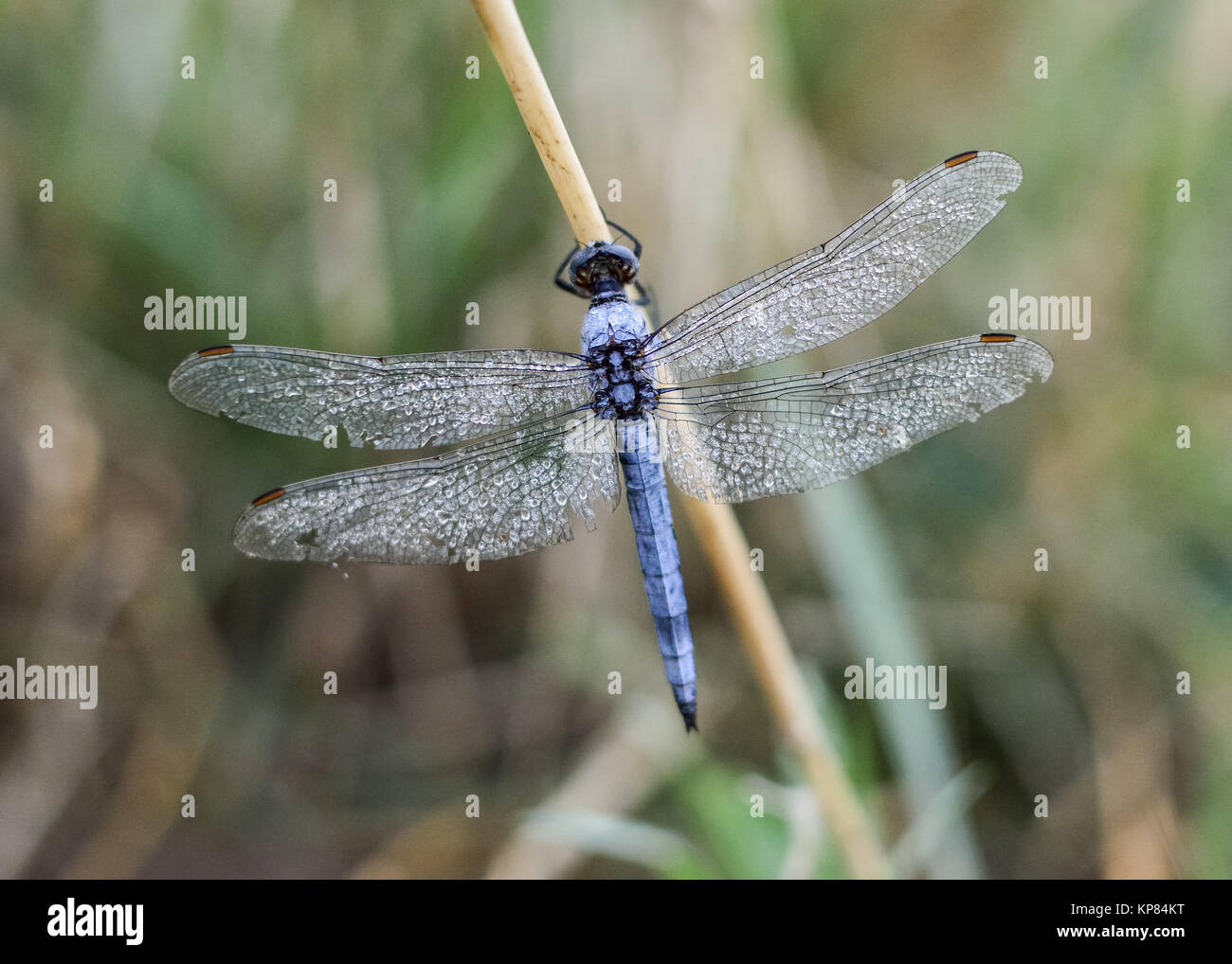 dragonfly in blue on one stalk Stock Photo