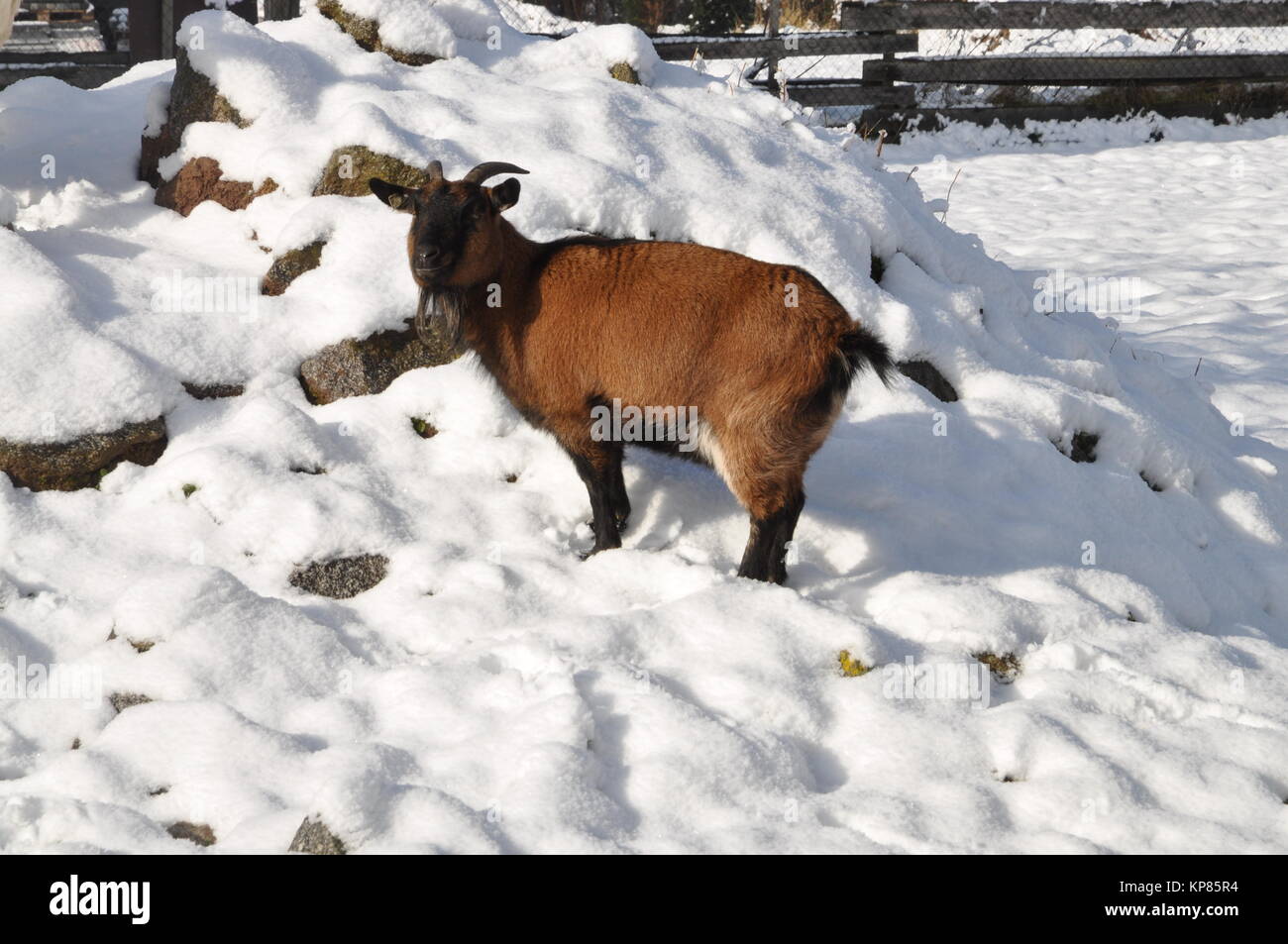 goat in the snow Stock Photo