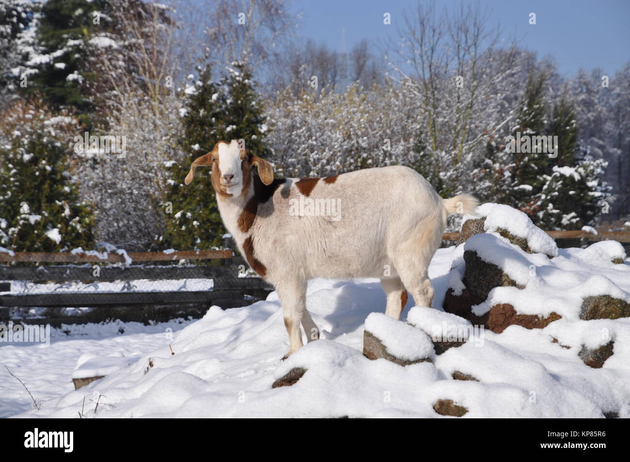 goat in the snow Stock Photo