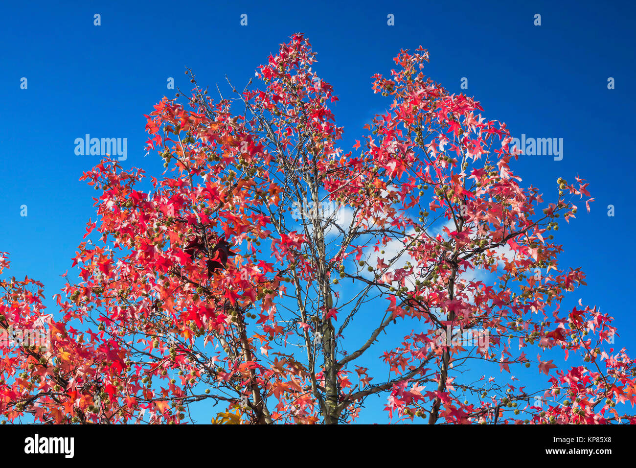 Herbstbaum im November bei sonnigen Wetter vor blauen Himmel. Stock Photo