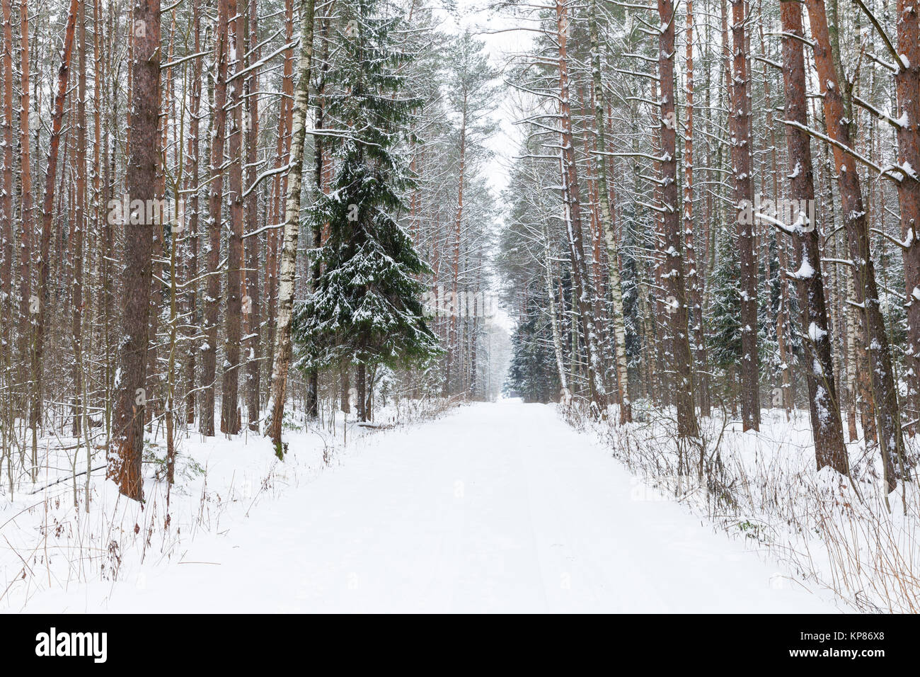 Winter woods, Russia. Stock Photo
