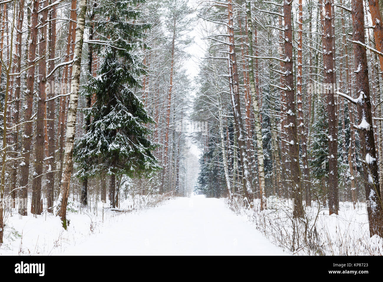 Winter woods, Russia. Stock Photo