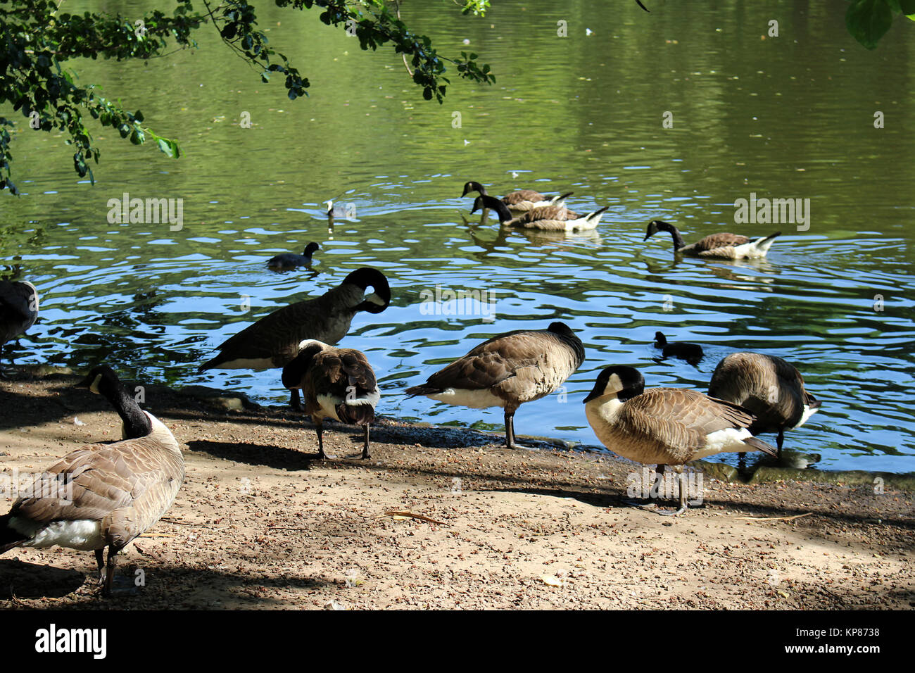 ducks on the banks of the water in the summer - saarland,germany Stock Photo