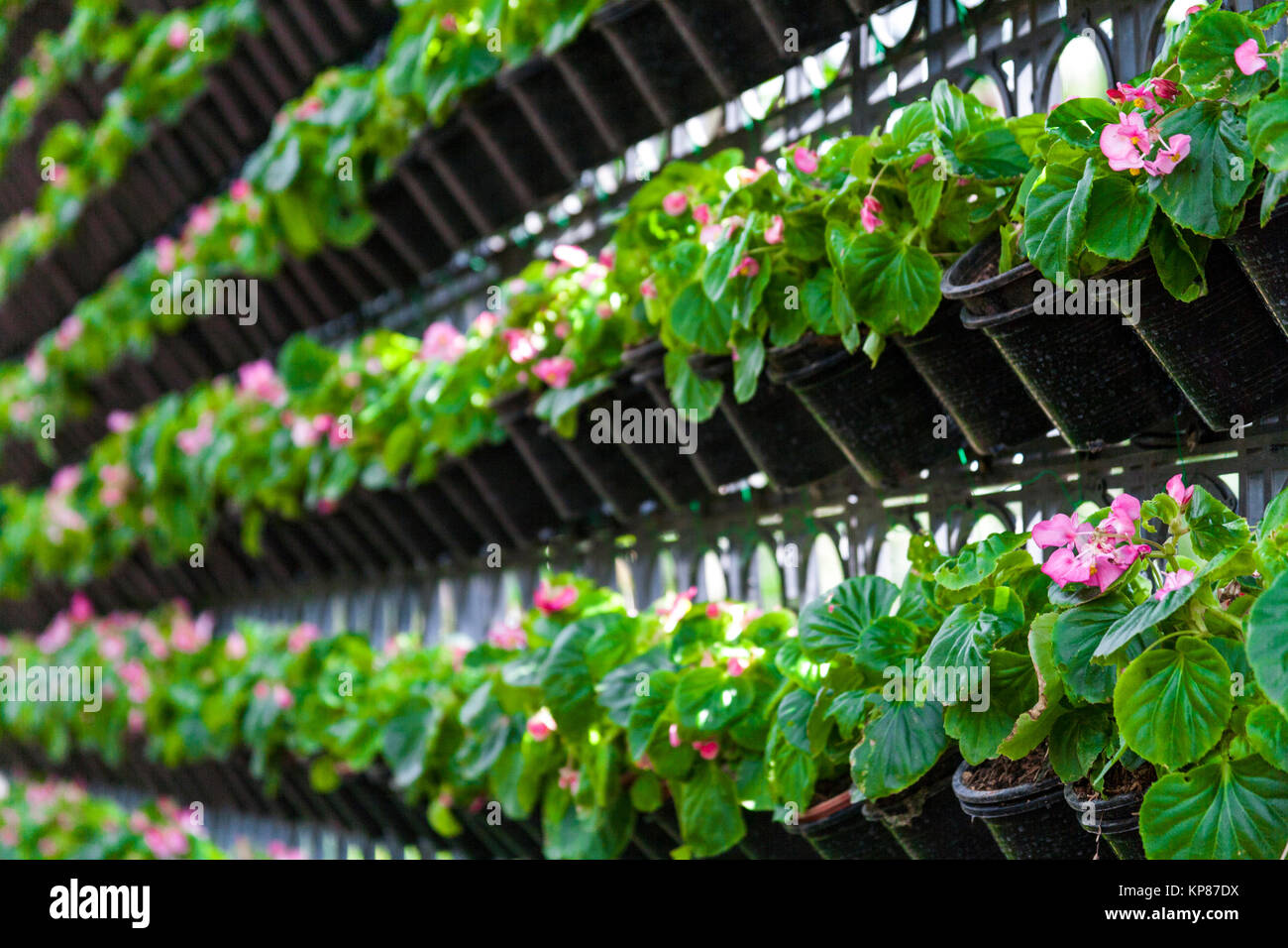 Wallpaper Potted Plants Wall Are Decorated With Potted Plants