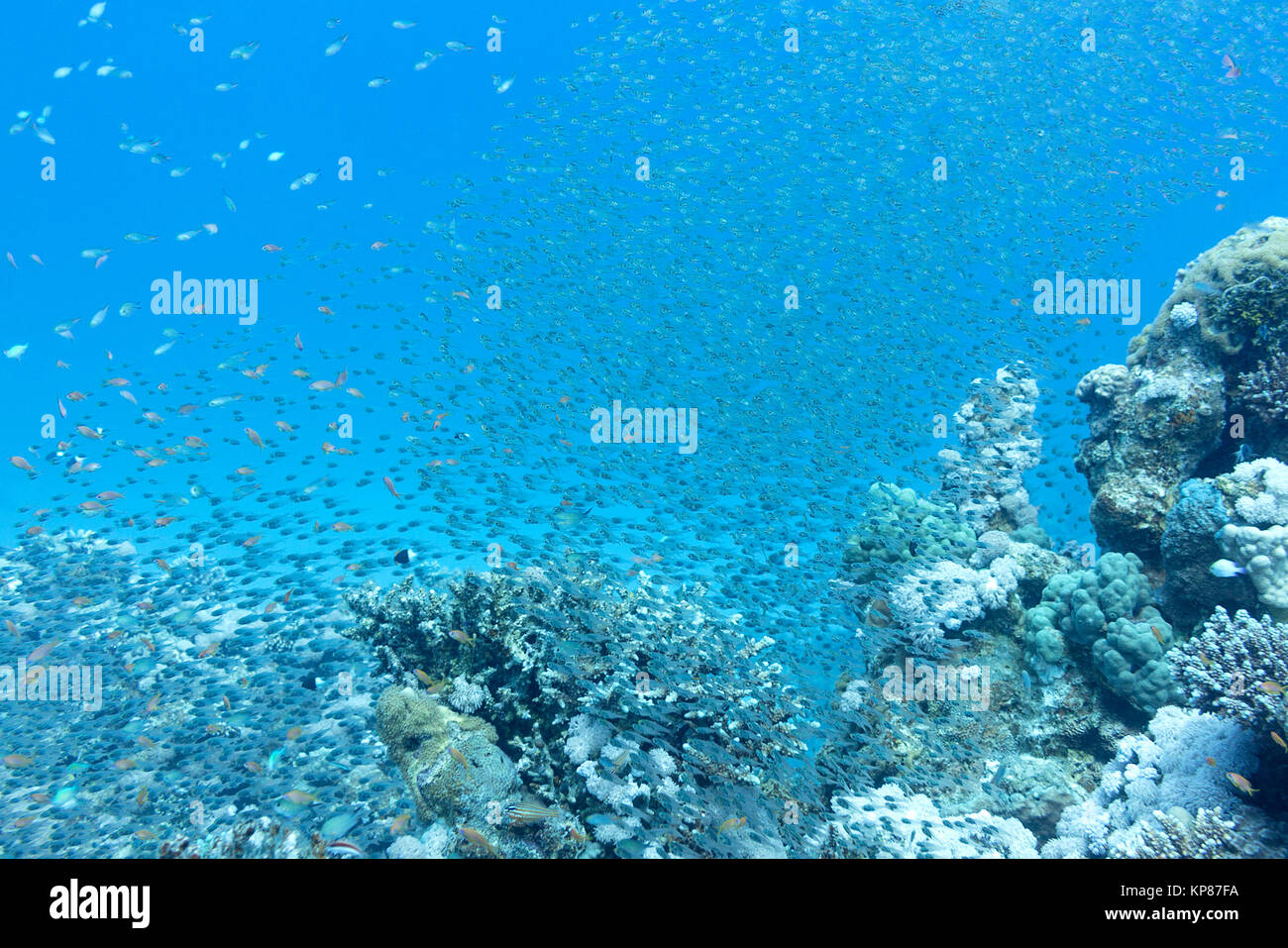 Shoal of glassfishes - Red Sea Sweepers, underwater Stock Photo - Alamy