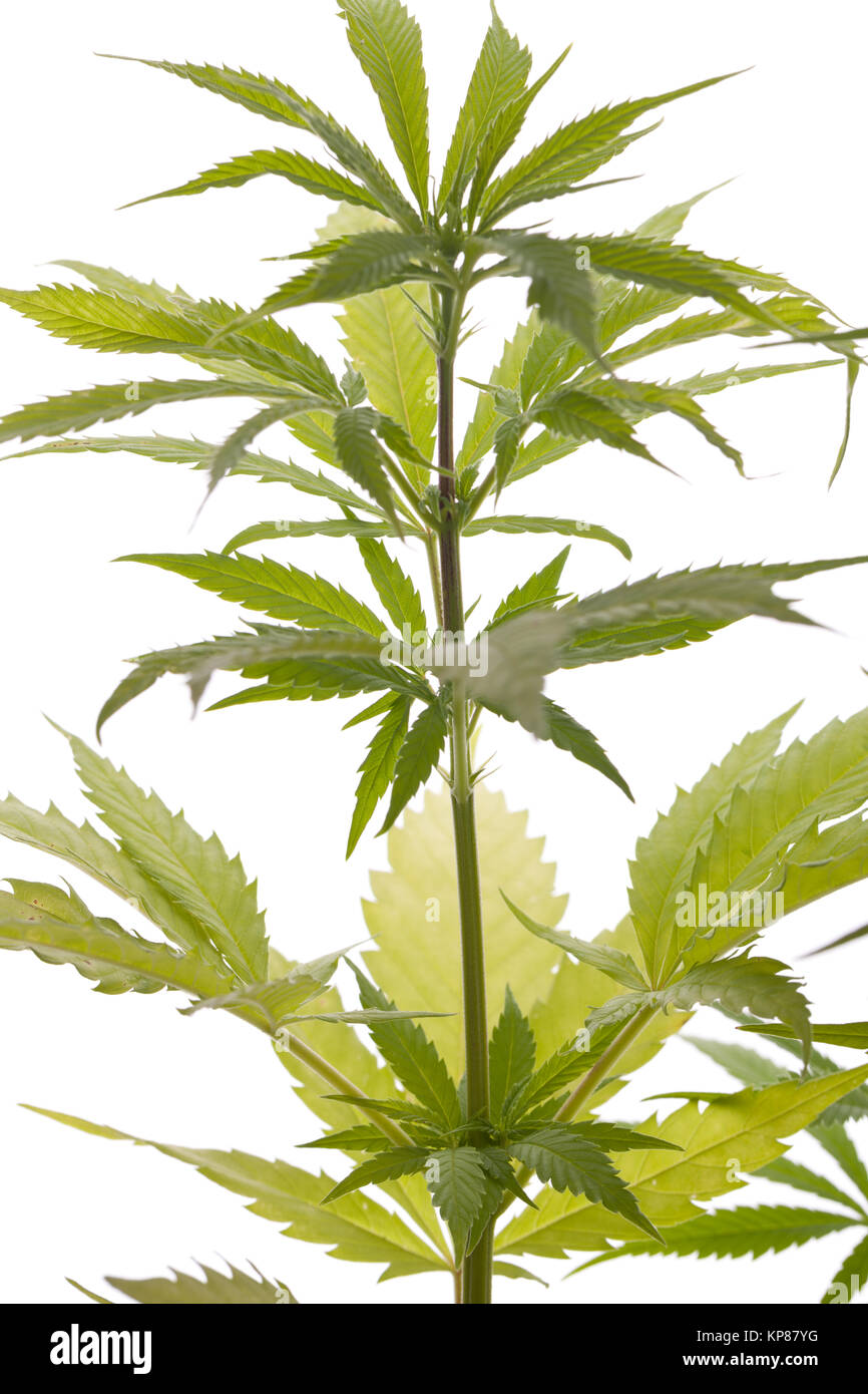 cannabis marijuana plant with green leaves close up drugs Stock Photo -  Alamy
