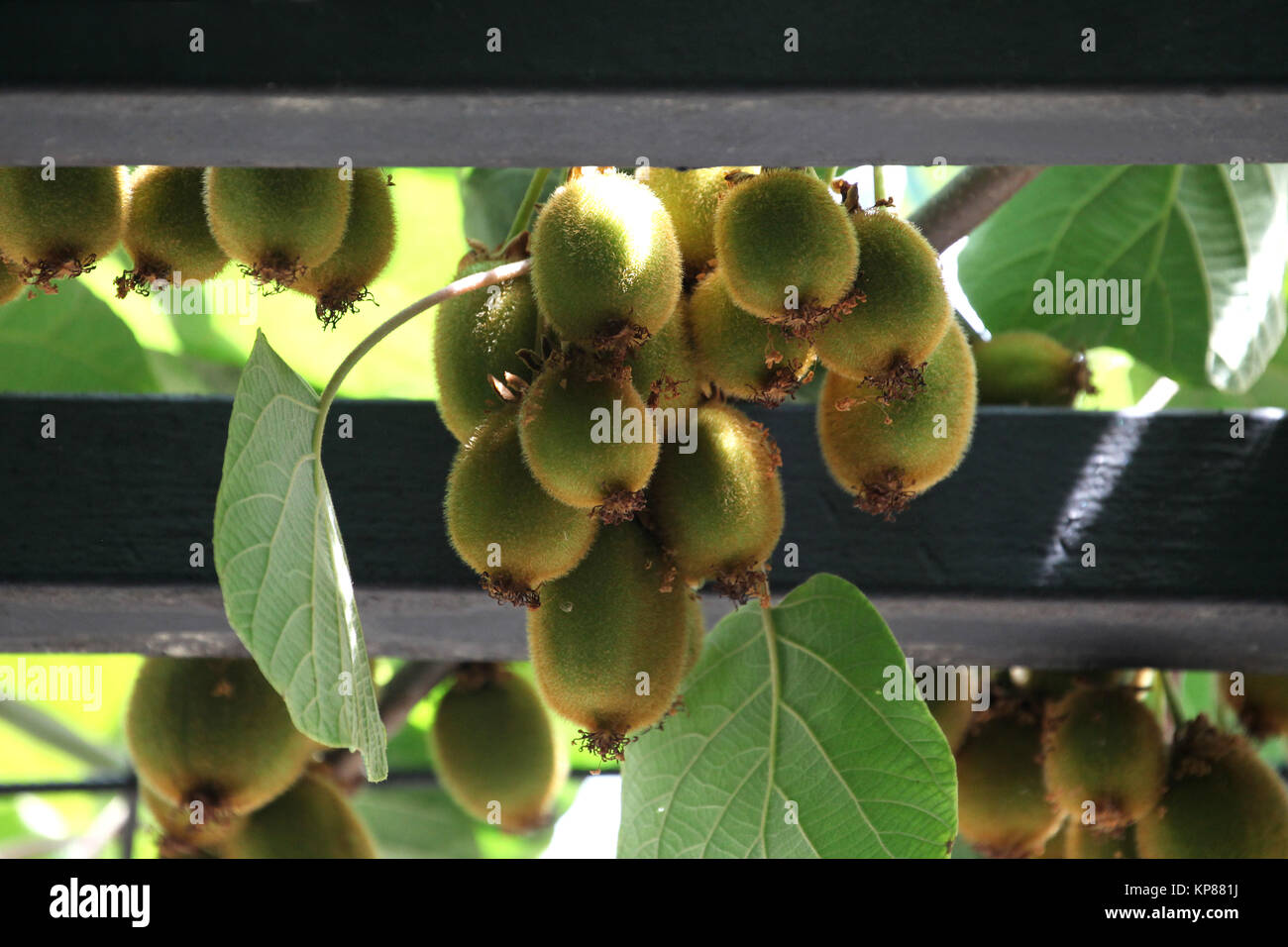 immature Kiwis growing through a sliver in a park Stock Photo