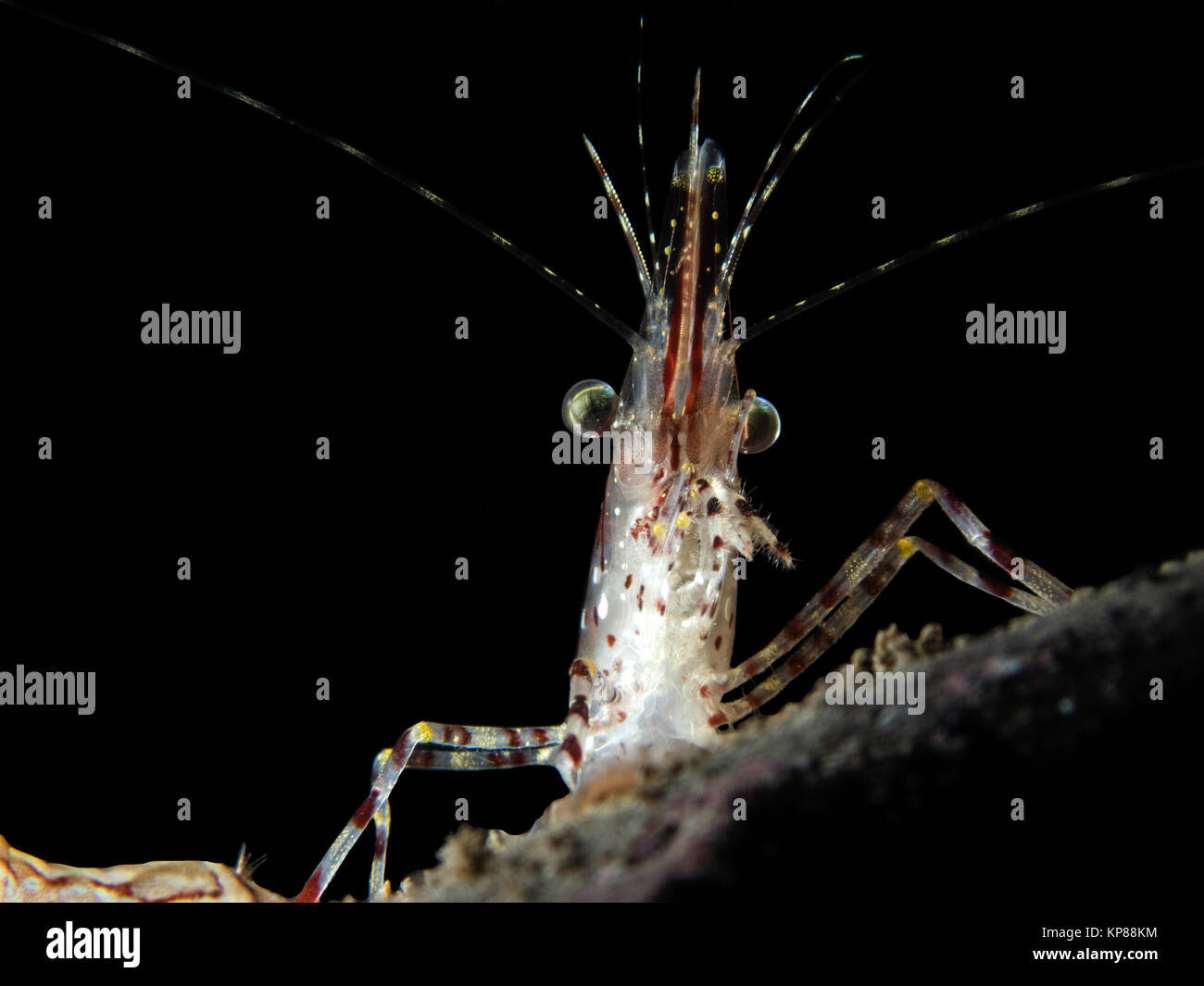 Dilbert the Shrimp Stock Photo