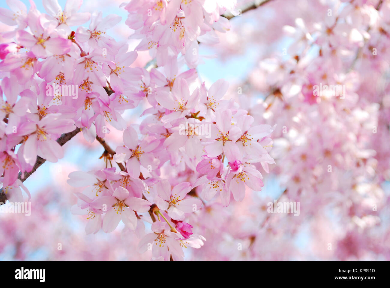 Japanese cherry blossoms during spring, symbolizing the concept of transiency, the short-lived nature, passing of time and other abstract ideas. Stock Photo