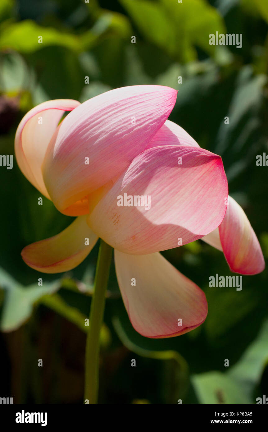 Lotus flower represents honor and good luck hires stock photography
