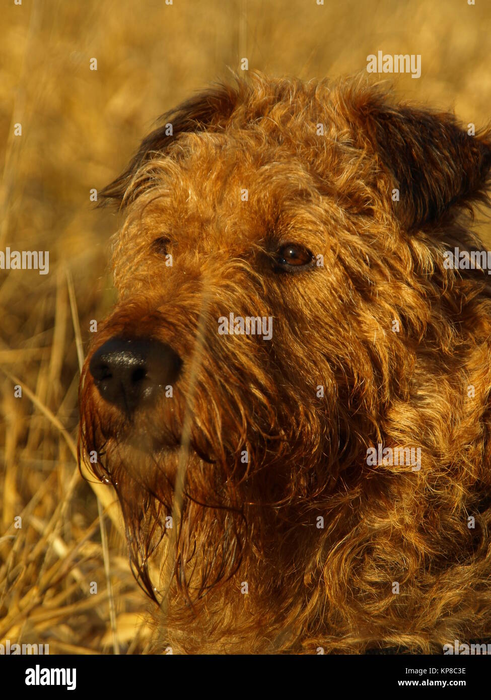 irish terrier giacomo from the lion's den,portrait Stock Photo