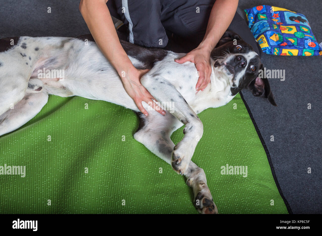 Kranker Hund liegt bei der Massage auf dem Boden Stock Photo