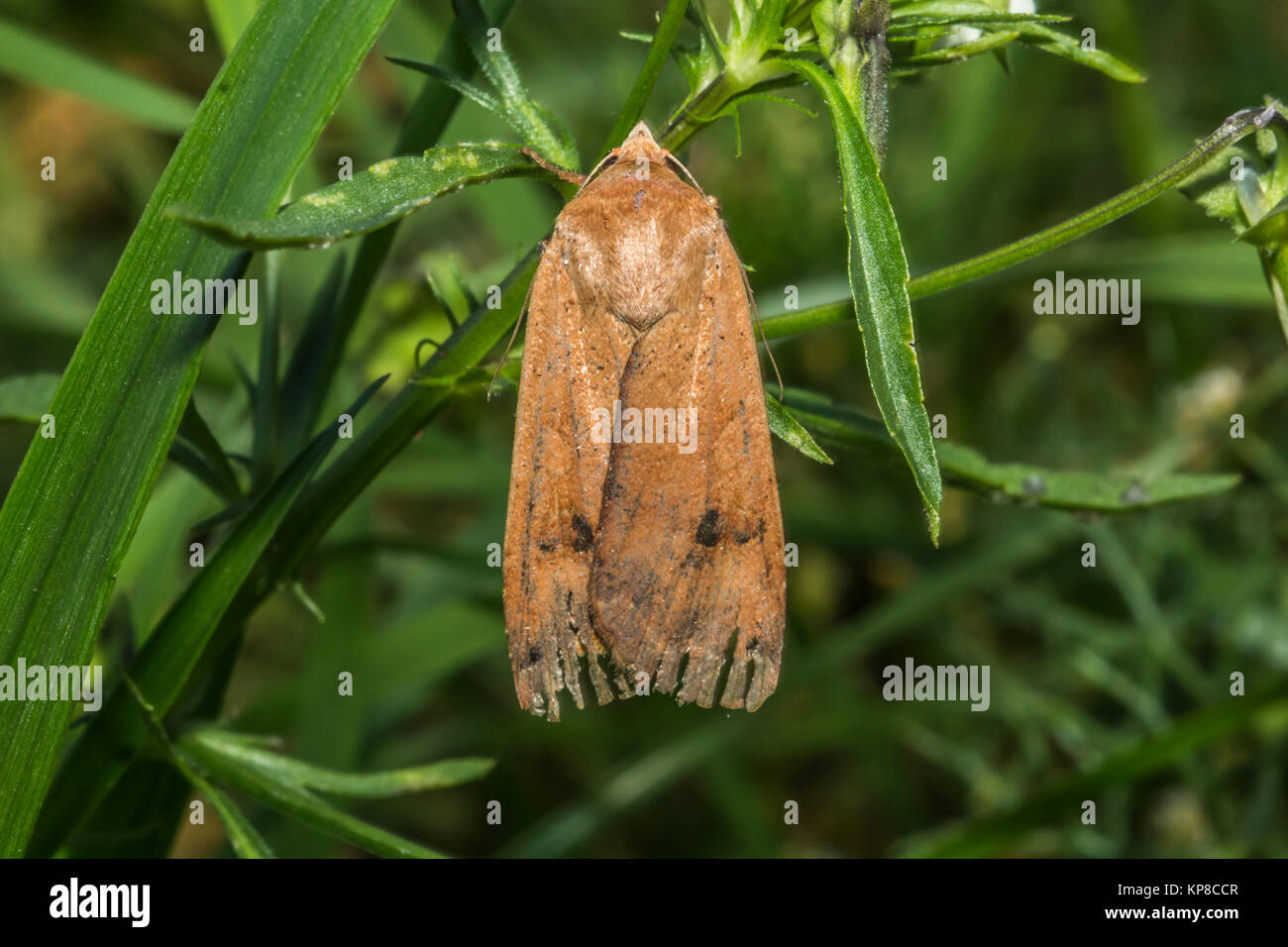 house nut (noctua pronuba Stock Photo Alamy
