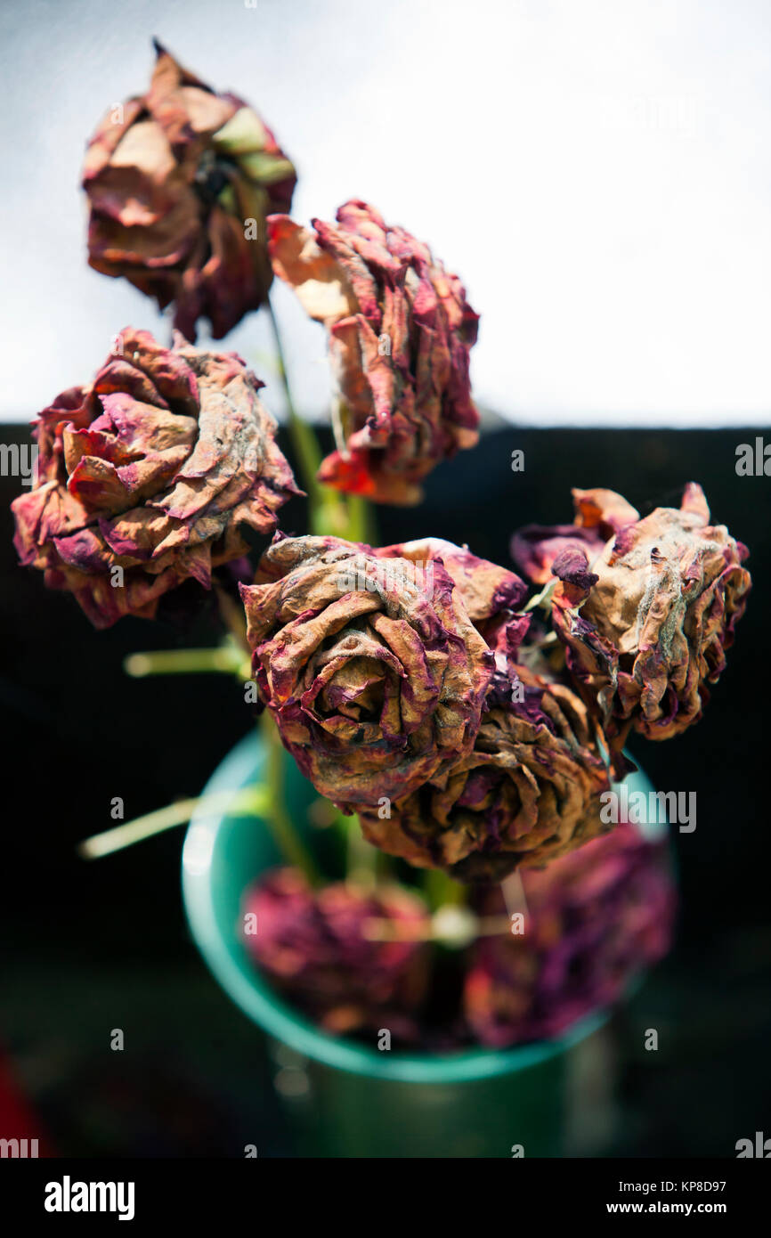 Dead moldy roses in a green vase and some copy space Stock Photo Alamy