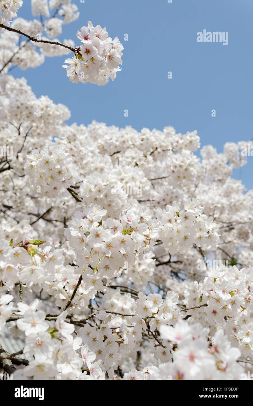 Cherry blossom tree against the clear blue sky Stock Photo - Alamy
