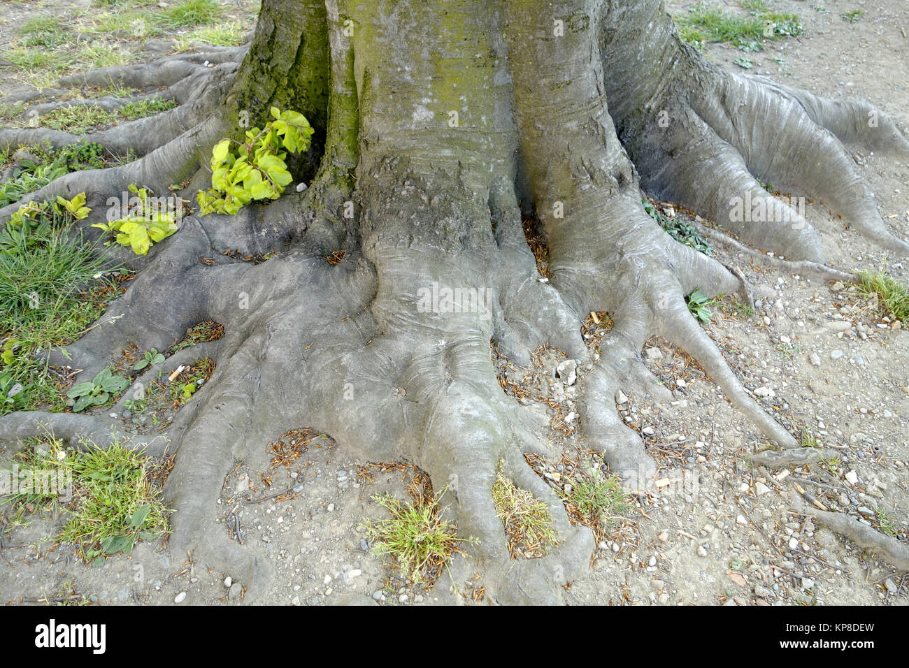 Deciduous tree roots Stock Photo