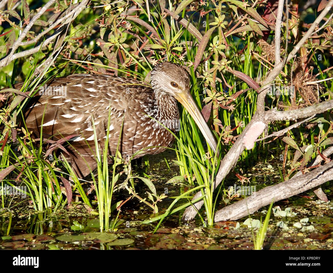 Limpkin (Aramus guarauna) foraging for applesnails in wetland, with snail eggs also pictured. Gainesville, Florida, USA. Stock Photo