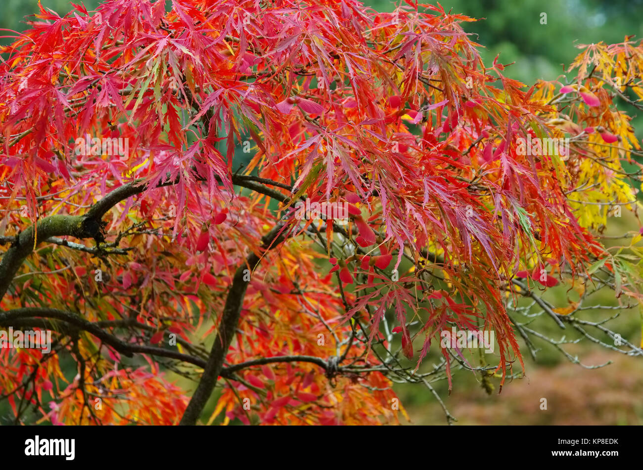 Acer palmatum 08 Stock Photo