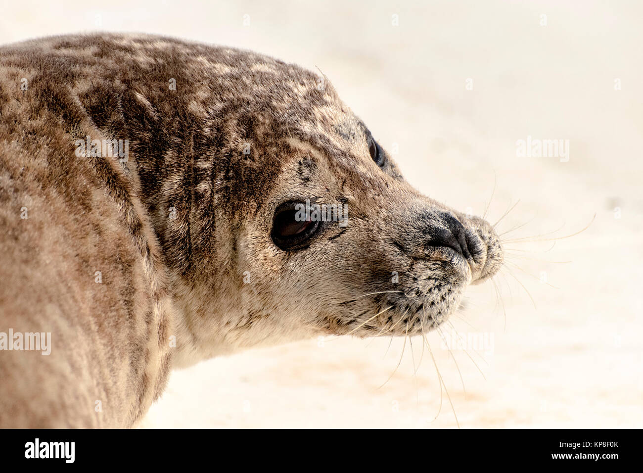 Seal on the beach Stock Photo