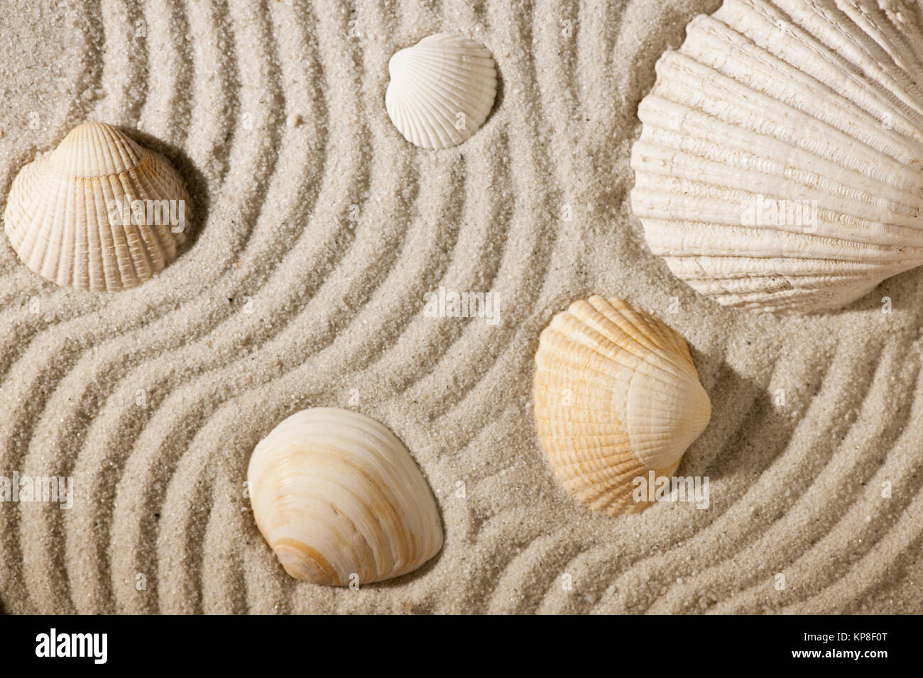 Sand Off Shells shells on sand waved Stock Photo - Alamy