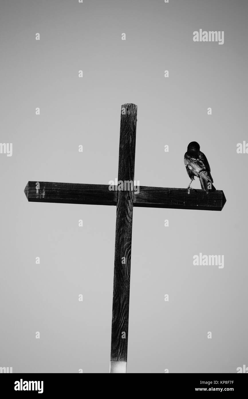 Ein schwarzer Rabe sitzt auf einem schwarzen christlichen Holzkreuz. Stock Photo