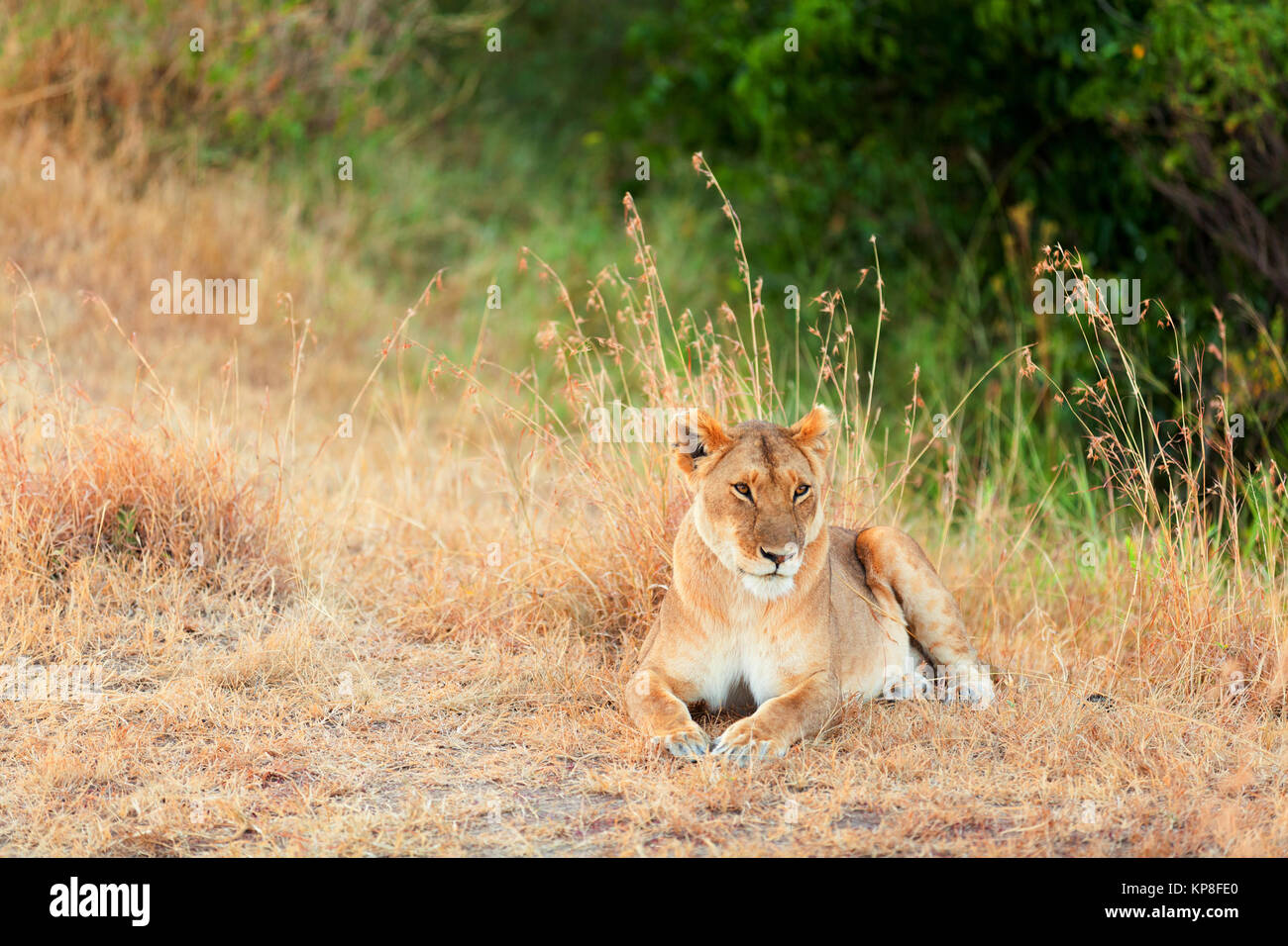 Female lion in Masai Mara,Female lion in Masai Mara,Female lion in Masai Mara,Female lion in Masai Mara Stock Photo