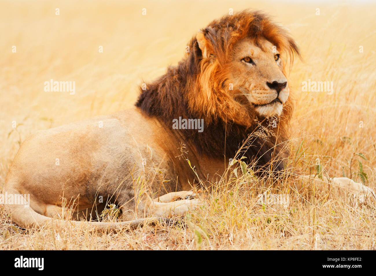 Male lion in Masai Mara,Male lion in Masai Mara,Male lion in Masai Mara,Male lion in Masai Mara Stock Photo