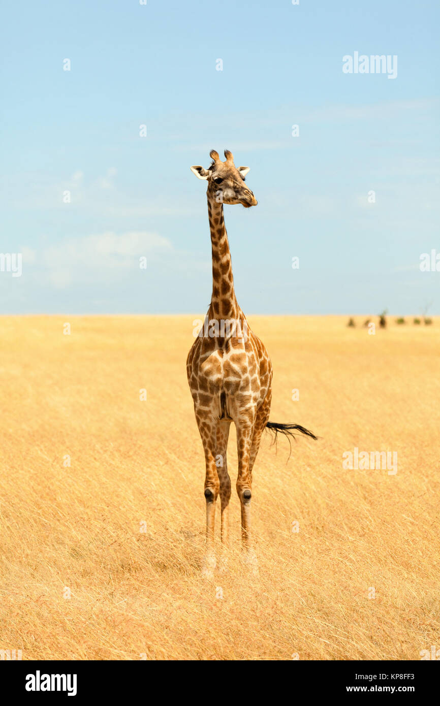 Giraffe in Masai Mara,Giraffe in Masai Mara,Giraffe in Masai Mara,Giraffe in Masai Mara Stock Photo