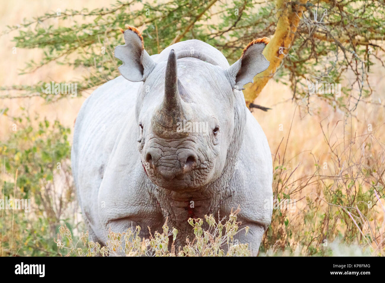 Black Rhino in Nakuru Park Stock Photo