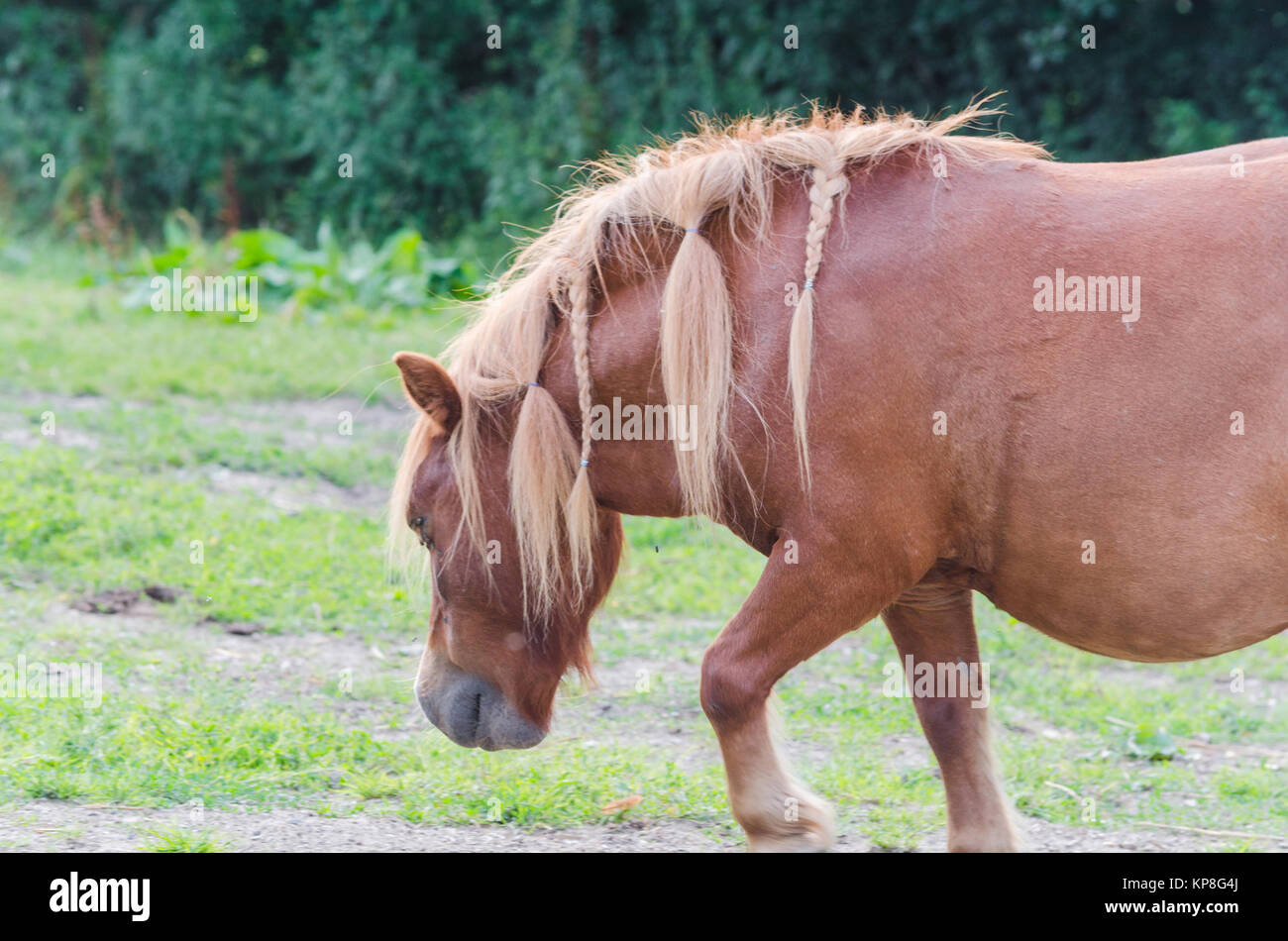 Pferd auf einer Weide. Stock Photo